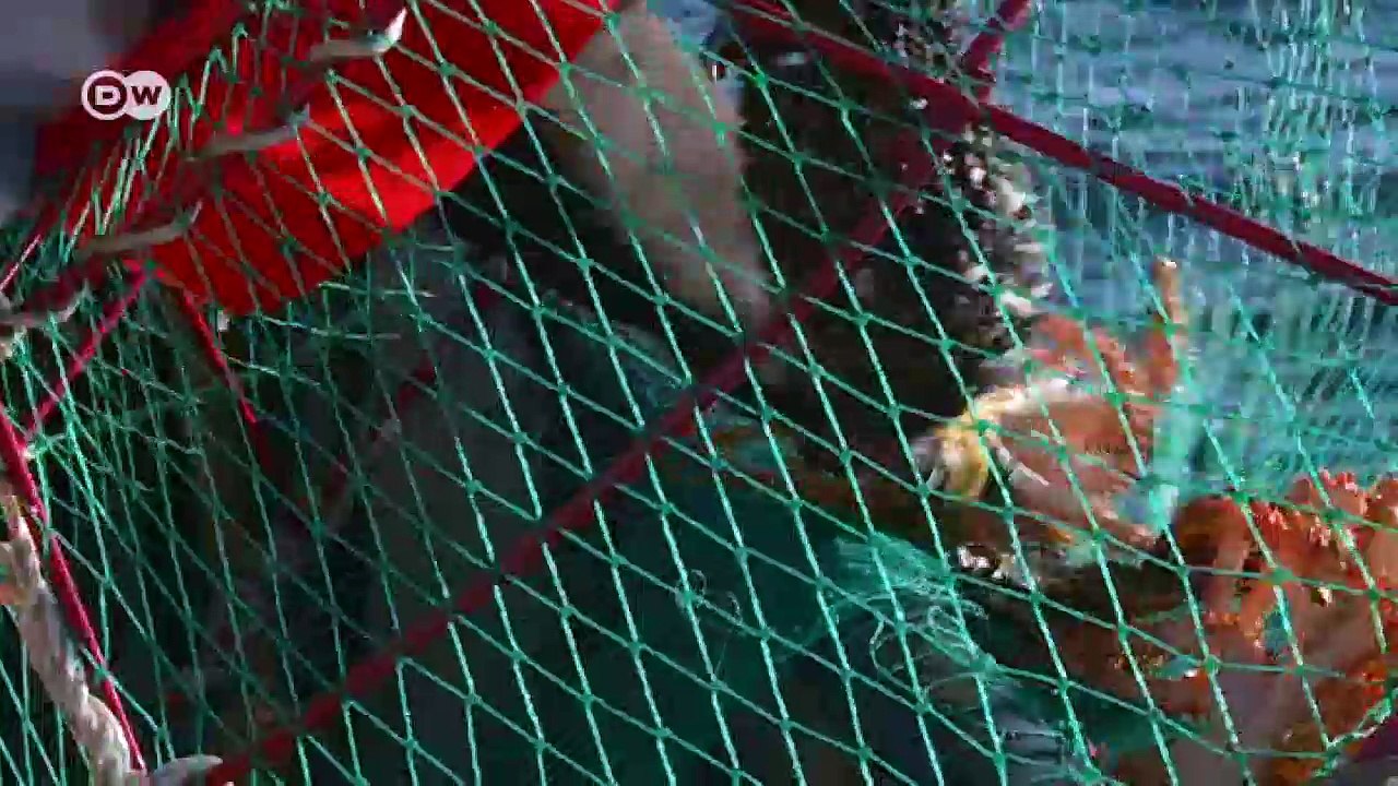 Protest der Fischer in Chile | DW Reporter