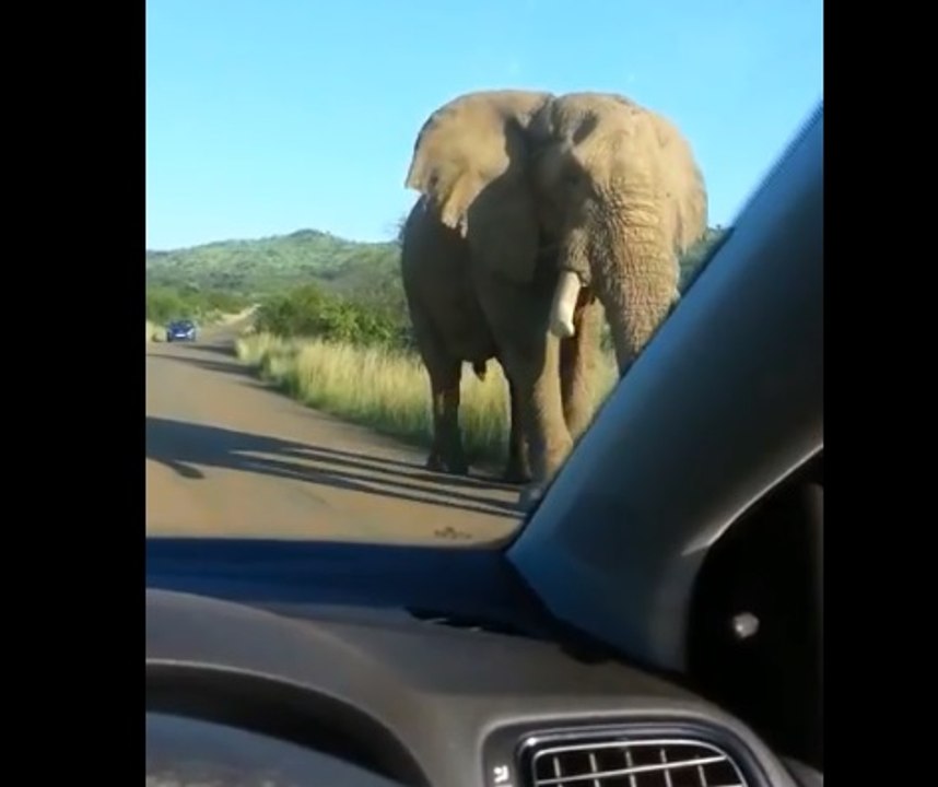 Lors d'un safari un éléphant explose le pare-brise d’une voiture.