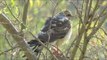 Rare Sighting of Ovambo Sparrowhawk at Pecanwood Estate