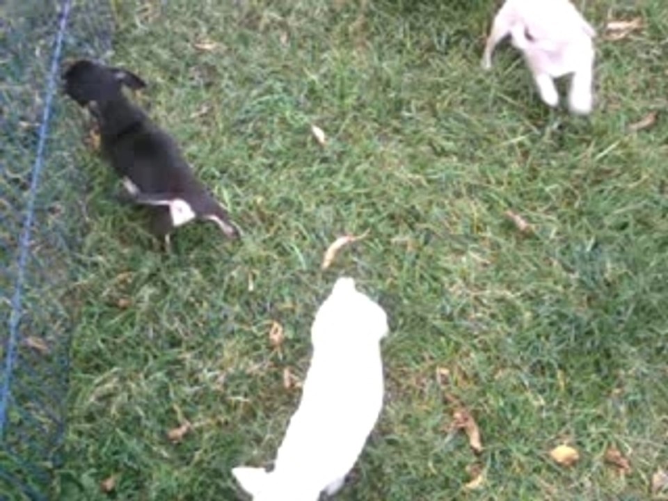 CHIOTS DU CLOS DES MOUYSSOUX