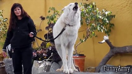 Try Not To Laugh Or Grin HARD VERSION  Funny Videos Compilation 2016