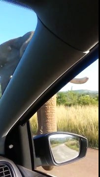 Elefante aplasta parabrisas de coche de turistas