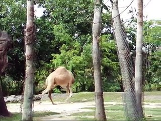 Headless Camel of the year