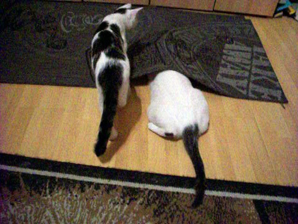 Harvey und Vinzent am 19.08.2016