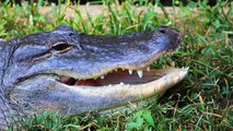 Alligator Spotted Carrying Massive Burmese Python After Winning Battle