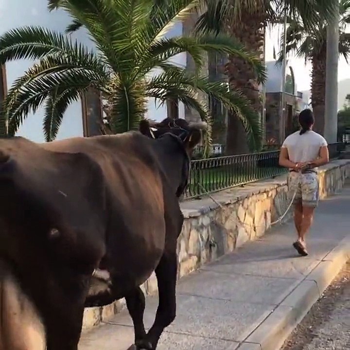 Nusret'in Sokakta İnek Gezdirmesi
