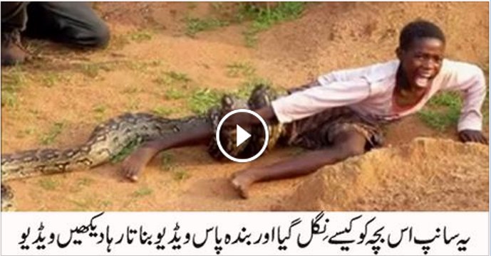 Snake-Catchers-Protecting-The-Worlds-Deadliest-Snakes