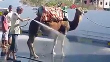 يحدث في تونس : يغسل في جمل في محطة غسيل ههههههه