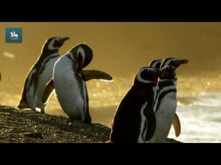 Fofura explícita na Península Valdés