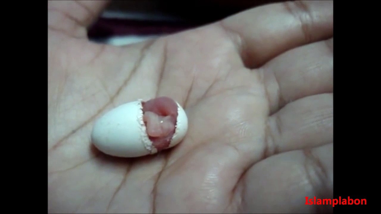 تو تم اپنے پروردگار کی کون کونسی نعمت کو جھٹلاؤ گے؟