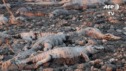 Sequía dejó un cementerio de caimanes en Paraguay