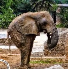 Two Legged Baby Elephant