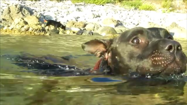 Mallamore rischia di annegare per amore