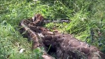 Amazing Wild Animal Attacks #1 Komodo Cobra Komodo vs Cobra