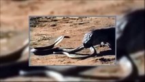 Amazing Wild Animal Attacks #1 Komodo Cobra Komodo vs Cobra