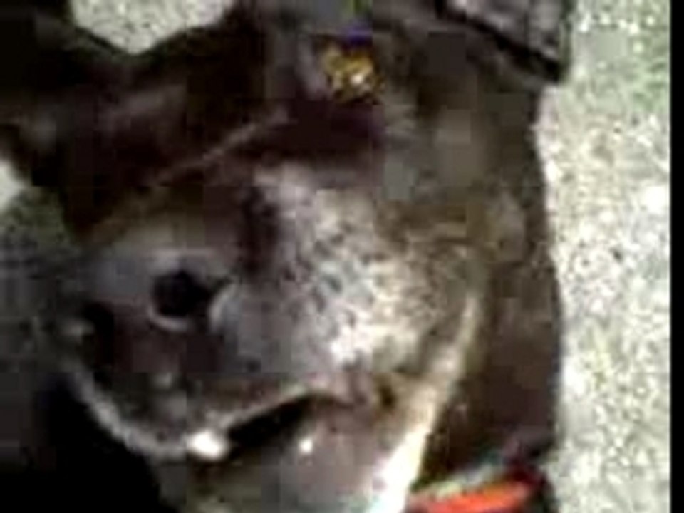 Chien fait des bruit bizarre (rusky)