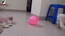 Cat Playing With Balloons | Cat Vs Balloons