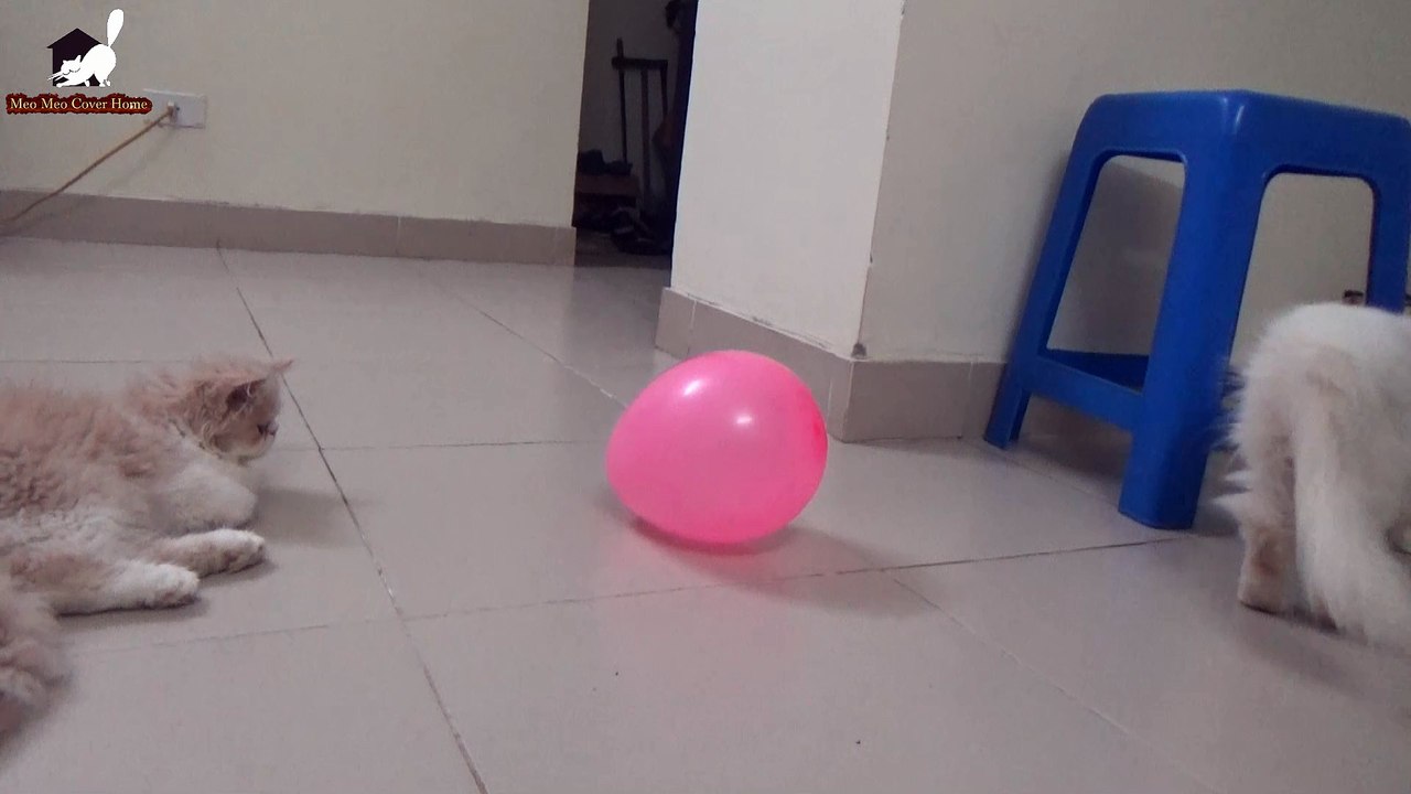 Cat Playing With Balloons | Cat Vs Balloons