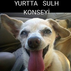 yurtta sulh konseyi ÜYELERİ YAKALANDI!!!