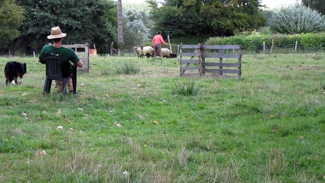 Troupeau Ardennes le 20 Août 2016 002