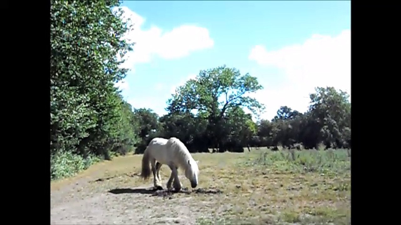 Traits poitevins poulains