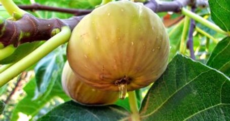 Aylık 5 Bin Lira Maaşla İşçi Bulamıyorlar