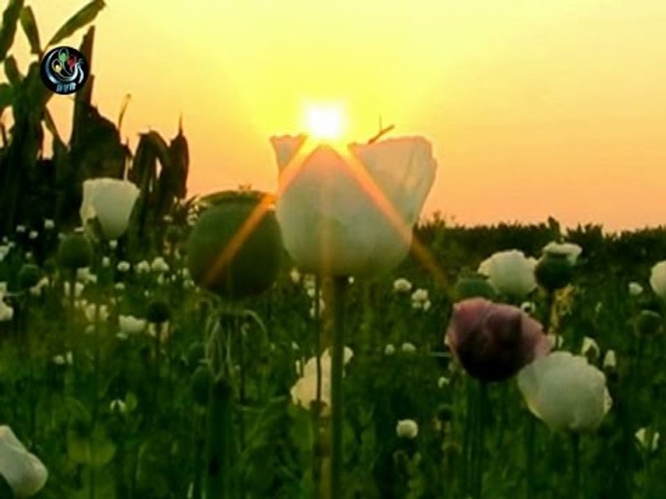 The dark heart of Burma's drug epidemic