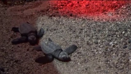 Caretta Carettalar Bu Kez İçmeler'den Denize Ulaştı