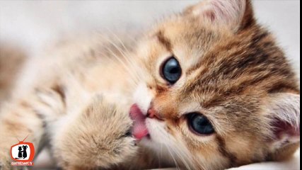 veterinario L''insufficenza renale del gatto