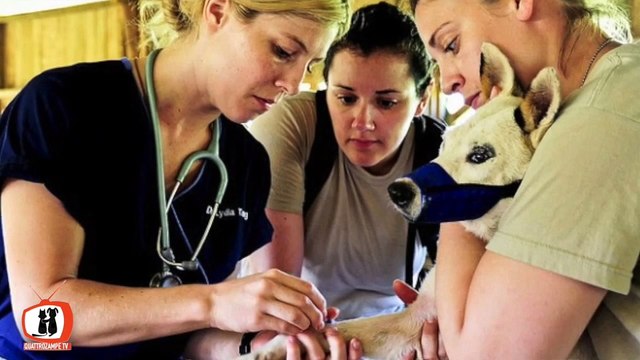 veterinario l'esame del sangue