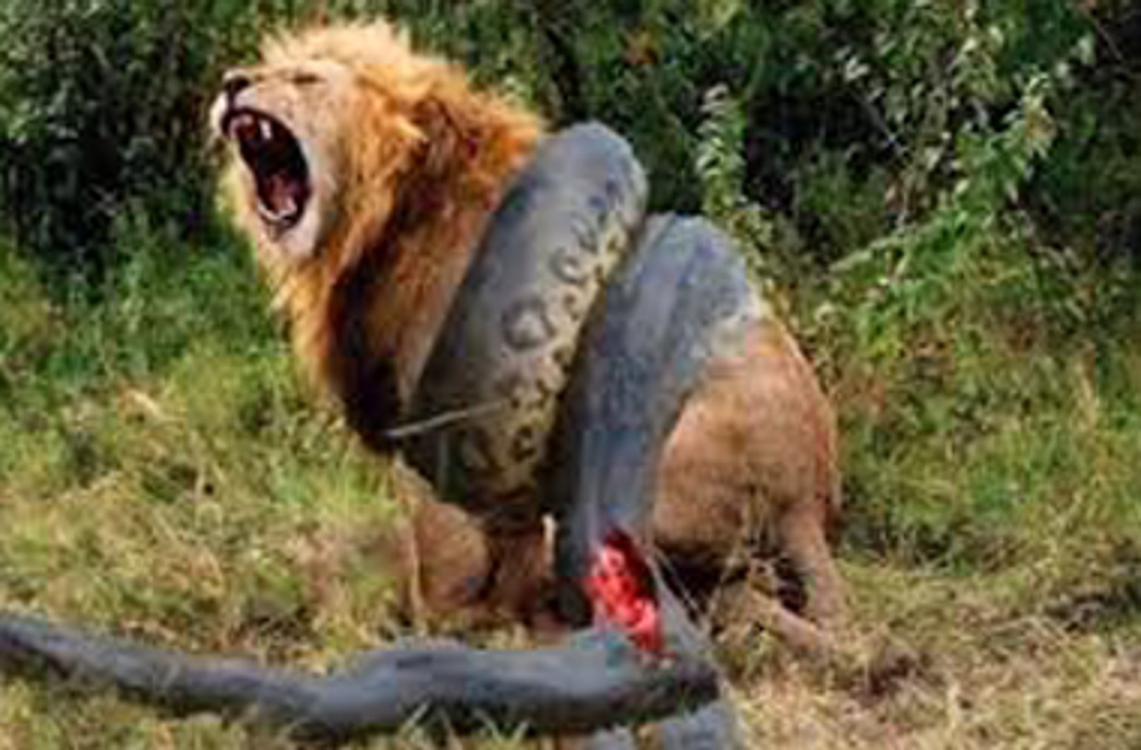 Les 10 Combats Danimaux Sauvages Les Plus Violents Attaque Danimaux Sauvage Lion Contre Tigre