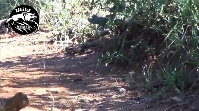 Wild Animal Attacks Snake vs Mongoose Real Fight HD