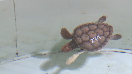 Un campamento custodiará un nido de huevos de tortuga boba
