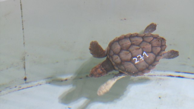 Un campamento custodiará un nido de huevos de tortuga boba