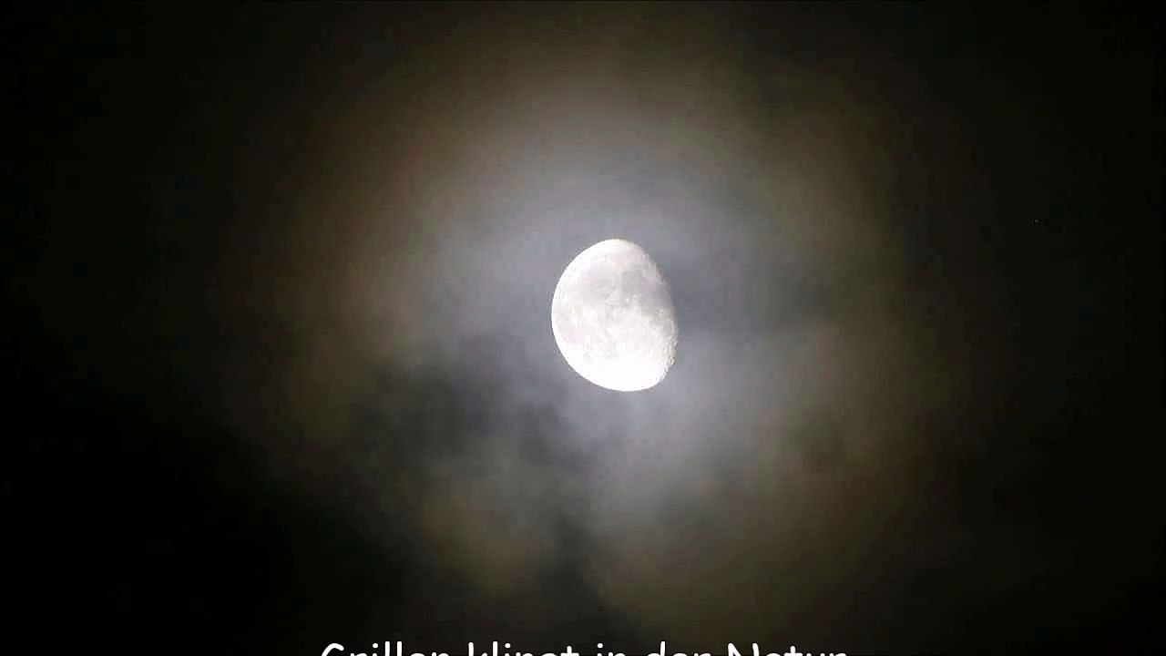 Grillen klingt in der Natur