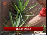 فلسطين: عشرات الضحايا بسبب القنابل والقذائف التي ...