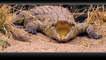 Bird vs. Lizard - Real Angry Birds - best entertainment animal video for aumzing video