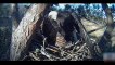 Top 3 Best Eagle Attacks (OWL, DEER & WOLF) entertainment and funy video funny animals