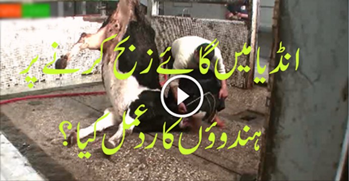 Musalman-Gaye-Cow-Ka-Gosht-Kyon-Khate-Hain-Ek-Hindu-Ka-Sawal-By-Dr-Zakir-Naik-Urdu-2016