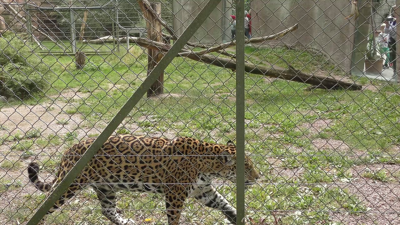 Jaguar