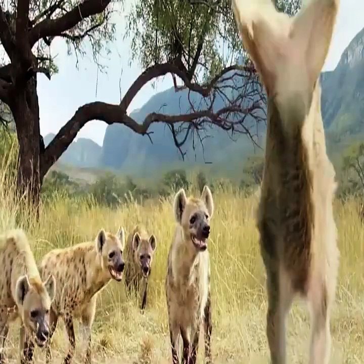 Vahşi doğada reklam arası