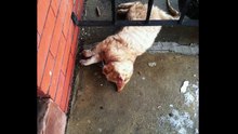 Un homme arrive à réanimer un chat mort de froid couché devant sa porte !