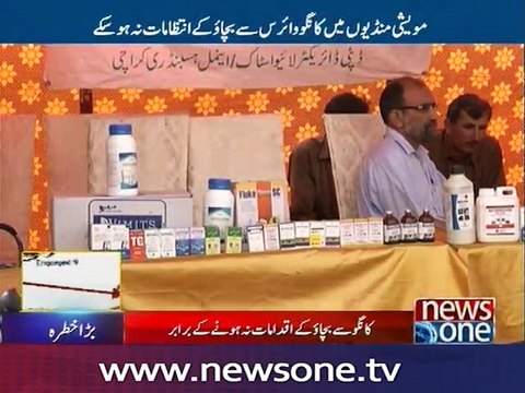 Insufficient steps to prevent congo virus at Karachi cattle markets