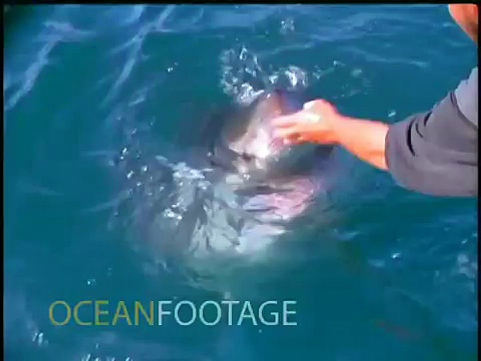 Man-Pets-a-Great-White-Shark-from-the-side-of-a-Boat