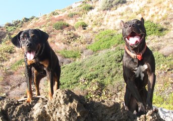 Cani-roccia sullo scoglio, Mallamore e Brasida