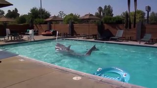 Un requin-robot réaliste nage dans une piscine