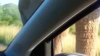 Un éléphant explose le pare-brise d’une voiture de touristes en plein safari