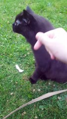 Monty Headbutting