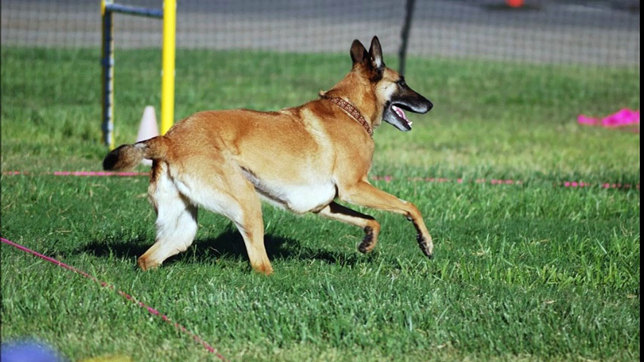 Le Berger Belge Malinois