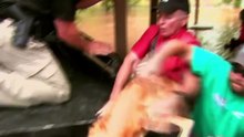 Des journalistes abandonnent leur reportage pour venir en aide à un chien attaché au poteau dans les inondations !